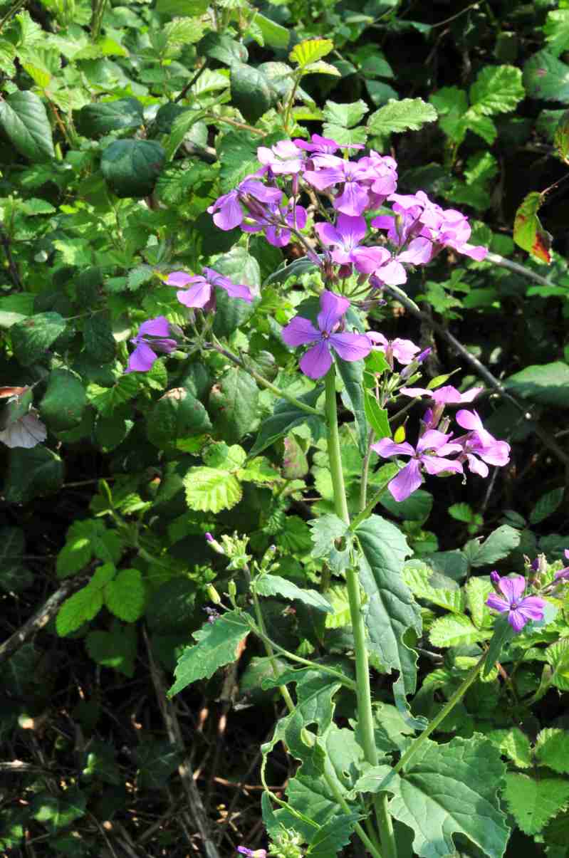 Lunaria annua